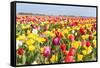 Field of Beautiful Colorful Tulips in the Netherlands-kruwt-Framed Stretched Canvas