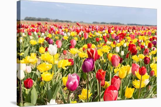 Field of Beautiful Colorful Tulips in the Netherlands-kruwt-Stretched Canvas
