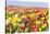 Field of Beautiful Colorful Tulips in the Netherlands-kruwt-Stretched Canvas