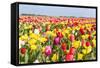 Field of Beautiful Colorful Tulips in the Netherlands-kruwt-Framed Stretched Canvas