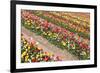 Field of Beautiful Colorful Tulips in the Netherlands-kruwt-Framed Photographic Print