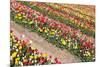 Field of Beautiful Colorful Tulips in the Netherlands-kruwt-Mounted Photographic Print