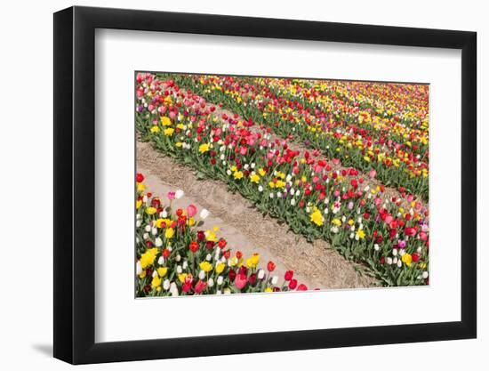 Field of Beautiful Colorful Tulips in the Netherlands-kruwt-Framed Photographic Print