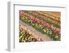 Field of Beautiful Colorful Tulips in the Netherlands-kruwt-Framed Photographic Print