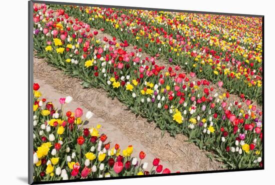 Field of Beautiful Colorful Tulips in the Netherlands-kruwt-Mounted Photographic Print