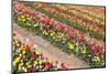 Field of Beautiful Colorful Tulips in the Netherlands-kruwt-Mounted Photographic Print