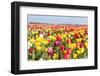 Field of Beautiful Colorful Tulips in the Netherlands-kruwt-Framed Photographic Print