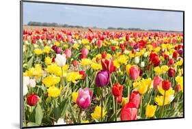 Field of Beautiful Colorful Tulips in the Netherlands-kruwt-Mounted Photographic Print