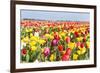 Field of Beautiful Colorful Tulips in the Netherlands-kruwt-Framed Photographic Print