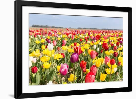 Field of Beautiful Colorful Tulips in the Netherlands-kruwt-Framed Photographic Print