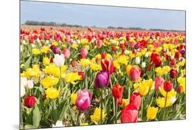 Field of Beautiful Colorful Tulips in the Netherlands-kruwt-Mounted Photographic Print