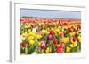 Field of Beautiful Colorful Tulips in the Netherlands-kruwt-Framed Photographic Print