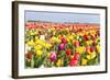 Field of Beautiful Colorful Tulips in the Netherlands-kruwt-Framed Photographic Print