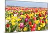 Field of Beautiful Colorful Tulips in the Netherlands-kruwt-Mounted Photographic Print