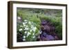 Field of Beauty II-Dan Ballard-Framed Photographic Print