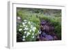 Field of Beauty II-Dan Ballard-Framed Photographic Print