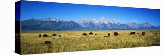 Field of Bison with Mountains in Background, Grand Teton National Park, Wyoming, USA-null-Stretched Canvas