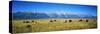 Field of Bison with Mountains in Background, Grand Teton National Park, Wyoming, USA-null-Stretched Canvas