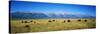 Field of Bison with Mountains in Background, Grand Teton National Park, Wyoming, USA-null-Stretched Canvas