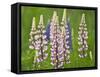 Field of Blooming Lupine Flowers and Bee, Acadia National Park, Maine, USA-Nancy Rotenberg-Framed Stretched Canvas