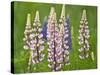 Field of Blooming Lupine Flowers and Bee, Acadia National Park, Maine, USA-Nancy Rotenberg-Stretched Canvas