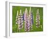 Field of Blooming Lupine Flowers and Bee, Acadia National Park, Maine, USA-Nancy Rotenberg-Framed Photographic Print