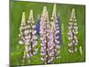 Field of Blooming Lupine Flowers and Bee, Acadia National Park, Maine, USA-Nancy Rotenberg-Mounted Photographic Print