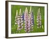 Field of Blooming Lupine Flowers and Bee, Acadia National Park, Maine, USA-Nancy Rotenberg-Framed Photographic Print