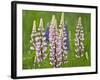 Field of Blooming Lupine Flowers and Bee, Acadia National Park, Maine, USA-Nancy Rotenberg-Framed Photographic Print