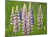 Field of Blooming Lupine Flowers and Bee, Acadia National Park, Maine, USA-Nancy Rotenberg-Mounted Photographic Print