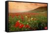 Field of Blooming Poppies-Richard T. Nowitz-Framed Stretched Canvas