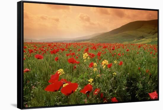 Field of Blooming Poppies-Richard T. Nowitz-Framed Stretched Canvas