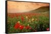 Field of Blooming Poppies-Richard T. Nowitz-Framed Stretched Canvas