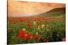 Field of Blooming Poppies-Richard T. Nowitz-Stretched Canvas