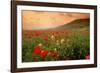 Field of Blooming Poppies-Richard T. Nowitz-Framed Photographic Print