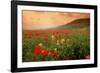 Field of Blooming Poppies-Richard T. Nowitz-Framed Photographic Print