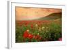 Field of Blooming Poppies-Richard T. Nowitz-Framed Photographic Print