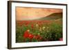 Field of Blooming Poppies-Richard T. Nowitz-Framed Photographic Print