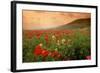 Field of Blooming Poppies-Richard T. Nowitz-Framed Photographic Print