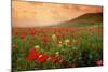 Field of Blooming Poppies-Richard T. Nowitz-Mounted Photographic Print