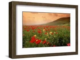 Field of Blooming Poppies-Richard T. Nowitz-Framed Photographic Print