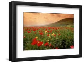 Field of Blooming Poppies-Richard T. Nowitz-Framed Photographic Print