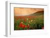 Field of Blooming Poppies-Richard T. Nowitz-Framed Photographic Print