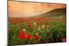 Field of Blooming Poppies-Richard T. Nowitz-Mounted Photographic Print