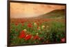 Field of Blooming Poppies-Richard T. Nowitz-Framed Photographic Print
