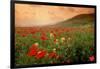 Field of Blooming Poppies-Richard T. Nowitz-Framed Photographic Print