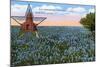 Field of Blue Bonnets, Texas State Flower-null-Mounted Art Print