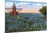 Field of Blue Bonnets, Texas State Flower-null-Mounted Art Print