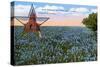 Field of Blue Bonnets, Texas State Flower-null-Stretched Canvas