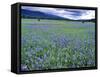 Field of Blue Camas Wildflowers near Huson, Montana, USA-Chuck Haney-Framed Stretched Canvas